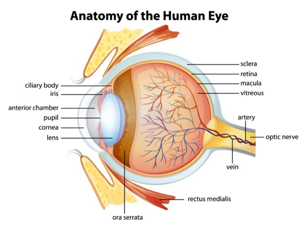 eye anatomy cornea structure prevent lenses going to the back